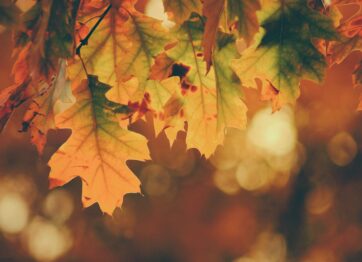 5 scaffolding hazards to look out for in Autumn.